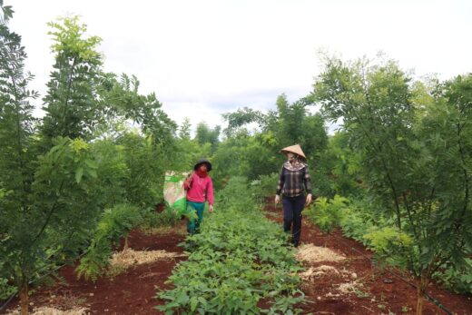 Growing woody plants, growing flowers just to collect buds, earns hundreds of millions every year